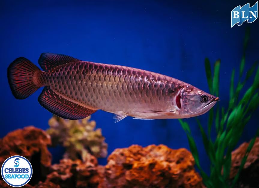Getting to Know the Arowana Fish : The Beautiful One That Brings Good Luck